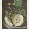 Green flesh or Candia melon.