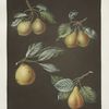 Pears (Valley, Petit Russelet, Doyenne, or Saint Michael, and the Russselet de Rheims, or Gross Russelet varities).