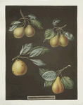 Pears (Valley, Petit Russelet, Doyenne, or Saint Michael, and the Russselet de Rheims, or Gross Russelet varities).