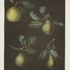 Pears (Bergamot de Chantilly, Bouchee, Winter sweet sugar and the Bishop's Thumb varities).
