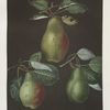 Pears (Chaumontelle, Windsor and the Summer bon Chretien varities).