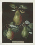 Pears (Chaumontelle, Windsor and the Summer bon Chretien varities).