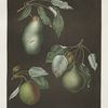 Pears (Saint Germain, Winter swan's egg and the Double blossom varities).