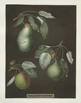 Pears (Saint Germain, Winter swan's egg and the Double blossom varities).