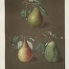 Pears (Brown beurree, Golden beurree and the COlmar varities).