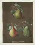 Pears (Brown beurree, Golden beurree and the COlmar varities).