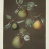 Pears (Michaelmas, or Autumn Bergamot, Summer, Orange and Gansell's bergamots).