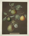 Pears (Michaelmas, or Autumn Bergamot, Summer, Orange and Gansell's bergamots).