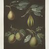 Pears (Virgoulle, Striped vert longue, Swan's egg and the Pear d'Auch varities).