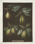 Pears (Virgoulle, Striped vert longue, Swan's egg and the Pear d'Auch varities).