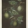 Pears (Cressan, Tarlington and the Aster bergamot varities).