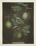 Pears (Cressan, Tarlington and the Aster bergamot varities).