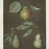 Pears (Cadillac, Paddington and the Saint Marshall).