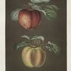 Apples (Phoenix and the Norroway's beauty varities).