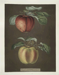 Apples (Phoenix and the Norroway's beauty varities).