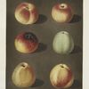Apples (Striped Holland Pippin, Marygold , Sullenworth Rennet, Saint Germain, Watkin's large dumpling and the Beauty of Kent, or the Flower of Kent varities).