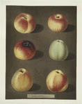 Apples (Striped Holland Pippin, Marygold , Sullenworth Rennet, Saint Germain, Watkin's large dumpling and the Beauty of Kent, or the Flower of Kent varities).