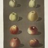 Apples (Robertson's, Blanchard's, Rasberry, Lemon, Aromatic. Fern's, Embroidered and the Spitsburgh Pippins).
