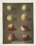 Apples (Robertson's, Blanchard's, Rasberry, Lemon, Aromatic. Fern's, Embroidered and the Spitsburgh Pippins).