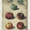 Apples (White Colville, Red Colville, Norfolk Beefin, Norfolk paradise, Norfolk storing varities).