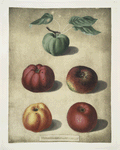 Apples (White Colville, Red Colville, Norfolk Beefin, Norfolk paradise, Norfolk storing varities).