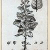 Nicotiana rustica. Linn.