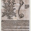 Heillig Wundtkraut, Nicotinana Sanasancta, Cap. 414 [Text in German with illustration of tobacco plant and Indian smoking]