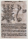 Heillig Wundtkraut, Nicotinana Sanasancta, Cap. 414 [Text in German with illustration of tobacco plant and Indian smoking]