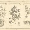 Whidah pease ; The cotton tree ; The Maniok root