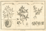Whidah pease ; The cotton tree ; The Maniok root