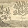 The Dakha plant, called, by the Indians, Bangua. ; The Bukhu plant, or Spirea
