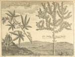 The Dakha plant, called, by the Indians, Bangua. ; The Bukhu plant, or Spirea