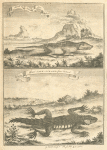 The great Cape lizard, and the small Cape lizard