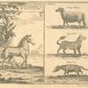 Animals from Kolben