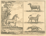Animals from Kolben