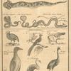 Reptiles and birds