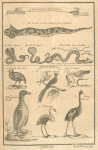 Reptiles and birds