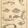 Fish and other African animals at the Cape