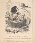 A bit of animated nature ; The protectionist cuckoo in the hedge sparrow's nest