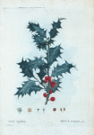 Ilex Aquifolium = Houx Commun. [Holly trees]