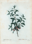 Ilex Cassine angustifolia = Houx Cassine à flles. Étroites. [Alabama dahoon]