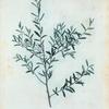 Ilex Myrtifolia = Houx  à feuilles de Myrte. [Myrtle dahoon, Myrtle holly]