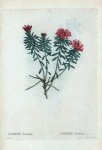 Daphne Cneorum = Daphné Cneorum. [Garland Flower]