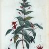 Fuchsia Magellanic = Fuchsia NMMagellanique.