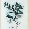 Lonicera Pyrenaica = Chevrefeuille des Pyrénées.