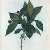 Lonicera Alpigena = Chevrefeuille Alpigène.