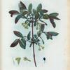 Lonicera coerulea = Chevrefeuille bleu.