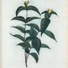 Lonicera Diervilla = Chevrefeuille Dierville.