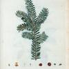 Taxus baccata = JF baccifère.