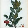 Arbutus Unedo = Arbousier Unedo.